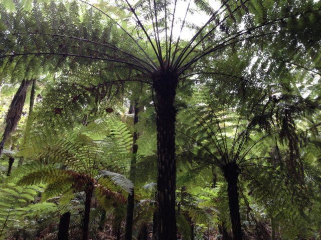 nz_nordinsel_2017_0078