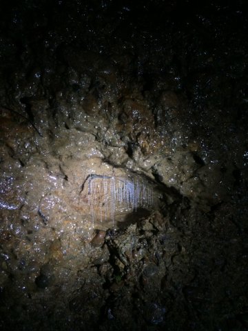 nz_nordinsel_2017_0105