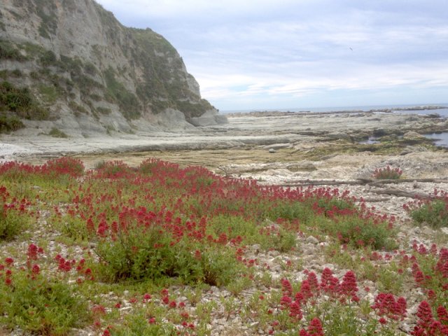 nz_sdinsel_2017_0044