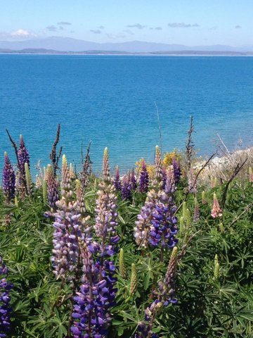 nz_sdinsel_2017_0098