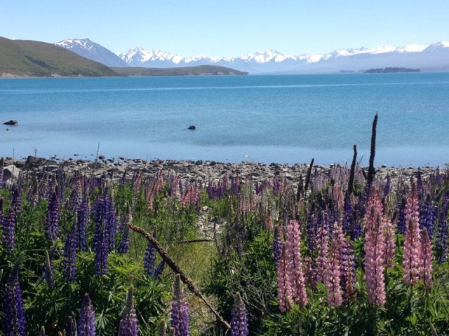 nz_sdinsel_2017_0116