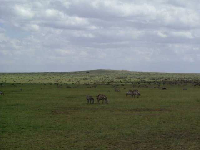 serengeti_16