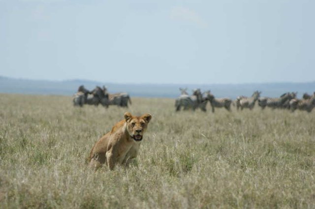 serengeti_40