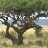 serengeti_06