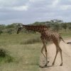 serengeti_07