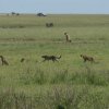 serengeti_14