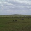 serengeti_16